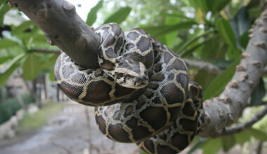 New study finds Burmese pythons are now changing Everglades soil chemistry