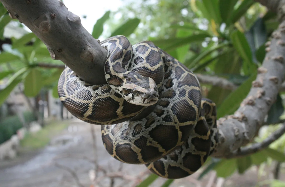 New study finds Burmese pythons are now changing Everglades soil chemistry