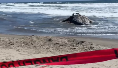West Coast whale strandings reach 62 after second Monterey Bay humpback incident