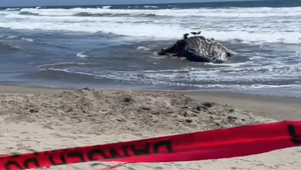 West Coast whale strandings reach 62 after second Monterey Bay humpback incident