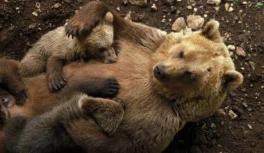 People Can’t Stop Listening to the Adorable Sounds These Bear Cubs Make While Nursing