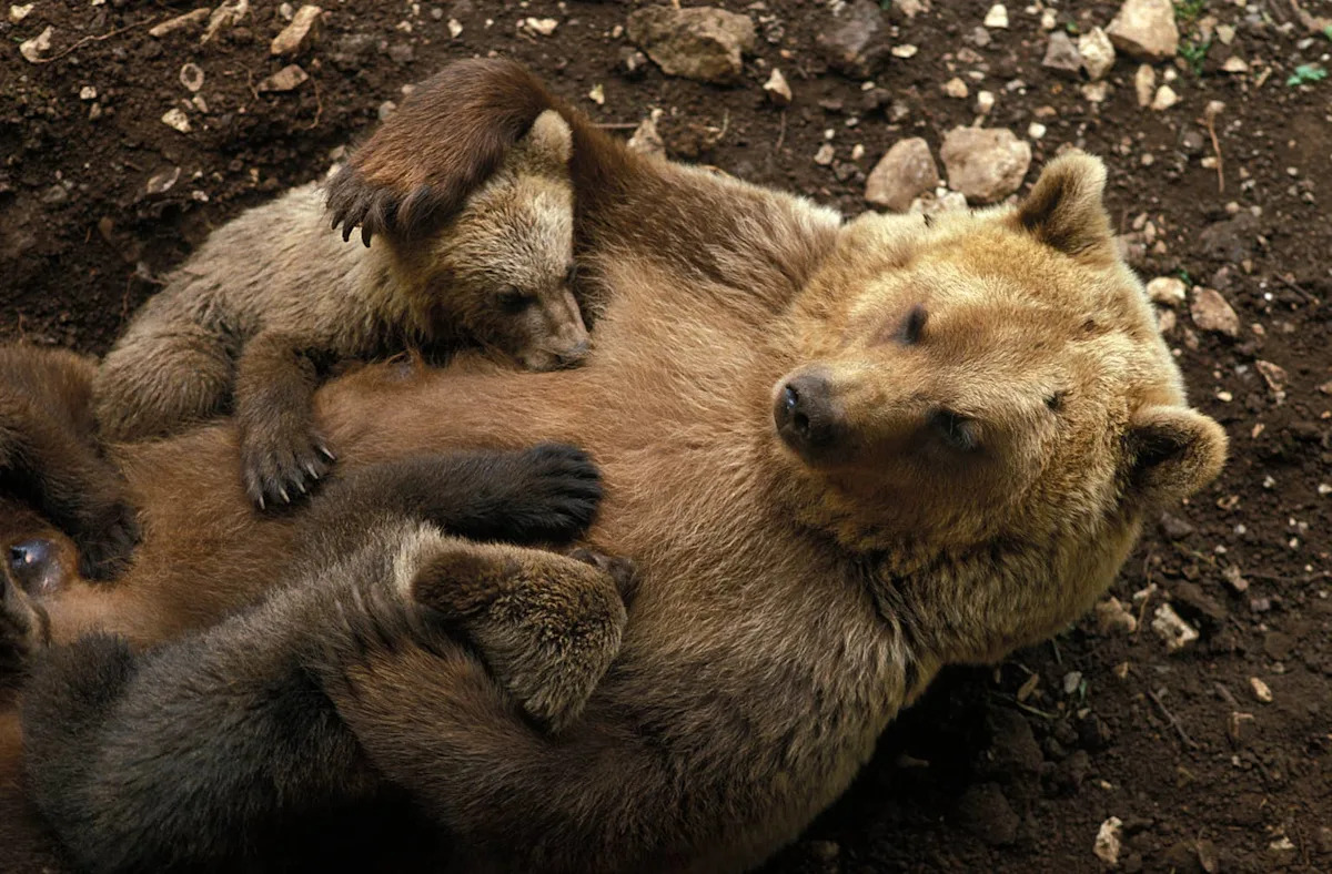 People Can’t Stop Listening to the Adorable Sounds These Bear Cubs Make While Nursing