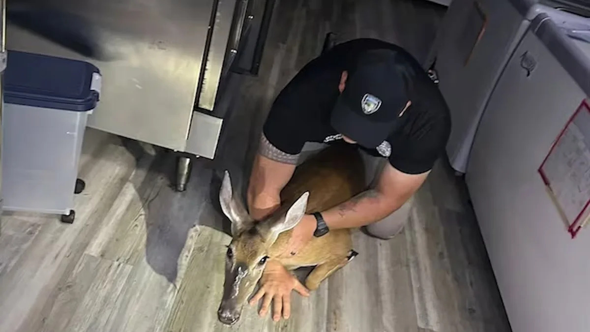 Deer crashes through North Carolina restaurant's glass door, then gets escorted out back