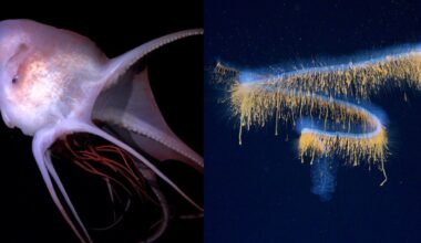 31 Otherworldly New Deep-Sea Species Photographed with Cutting-Edge Camera Technology
