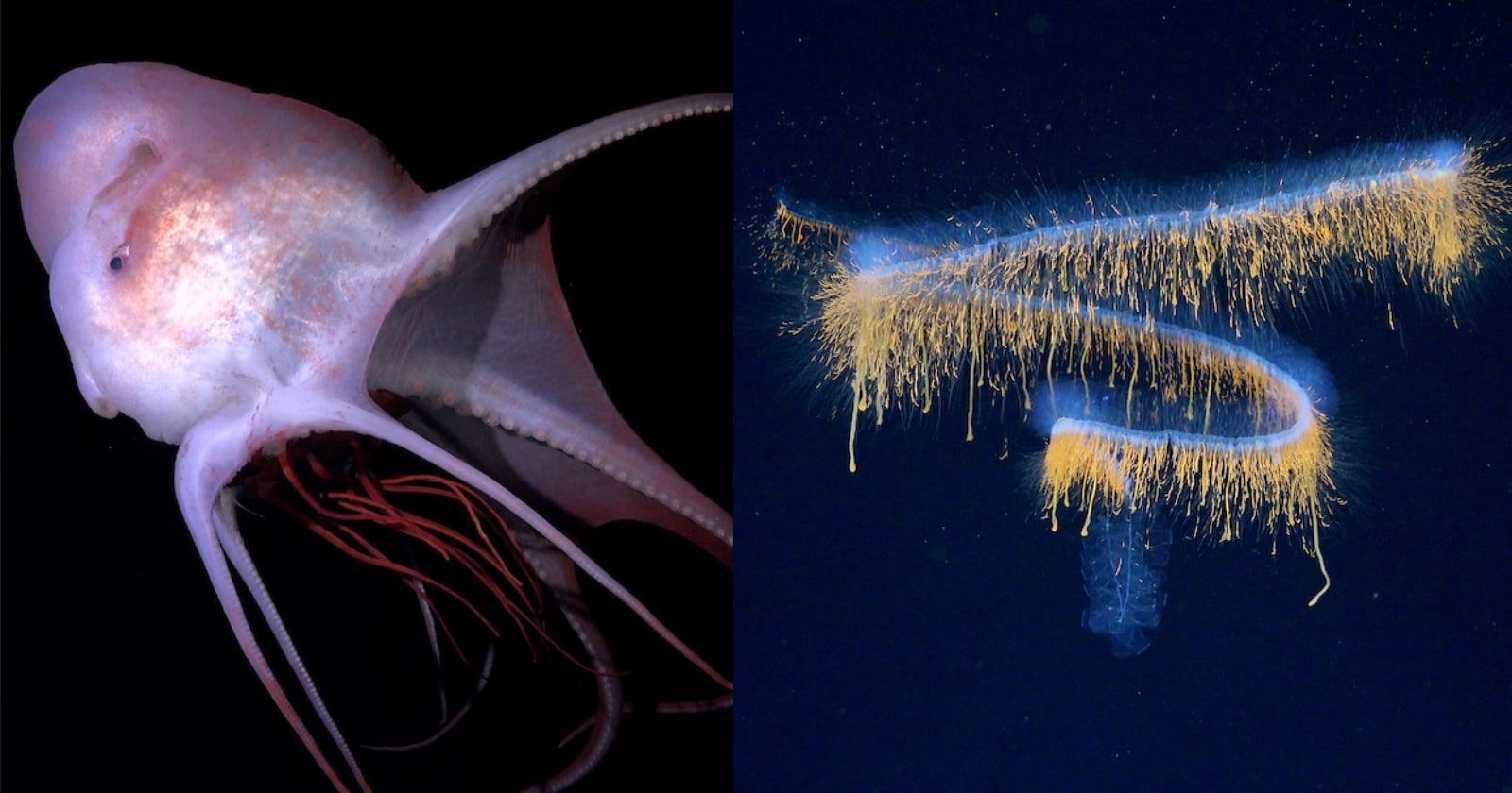 31 Otherworldly New Deep-Sea Species Photographed with Cutting-Edge Camera Technology