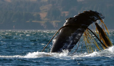 Young humpback was 'anchored' by rope off Massachusetts until rescuers raced in before storms