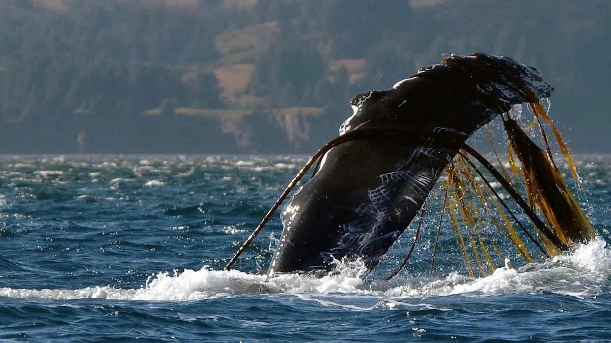 Young humpback was 'anchored' by rope off Massachusetts until rescuers raced in before storms