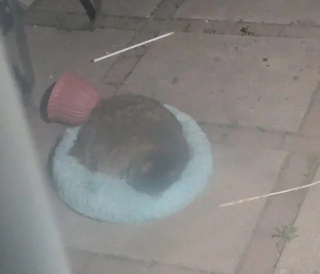 A raccoon sitting in a fluffy blue pet bed on a concrete surface.