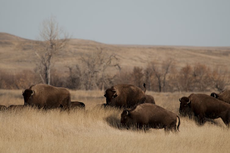 Buffalo walk through brown grass with hills in the background.