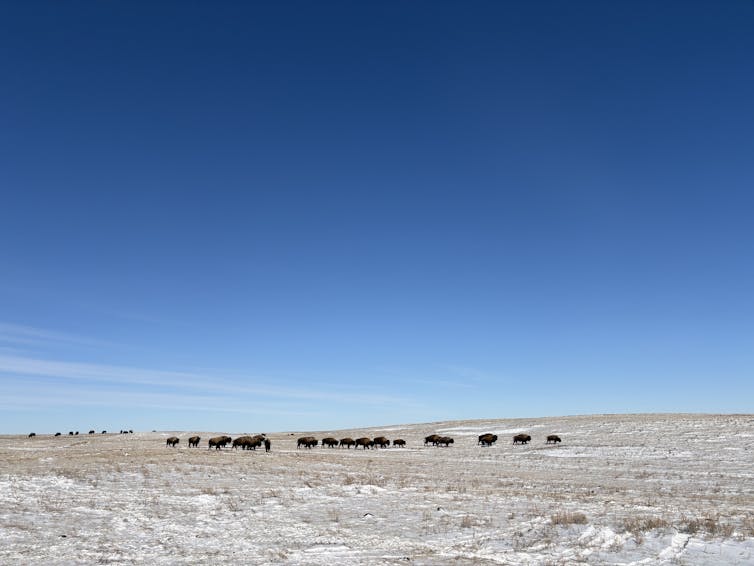 Several bison walk across a snow-covered grassland.
