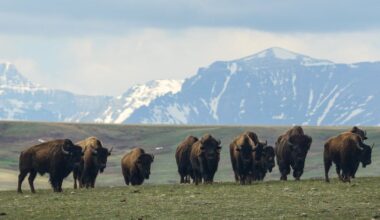 Bison restoration efforts and grazing rights hinge on one question: Are bison wildlife?