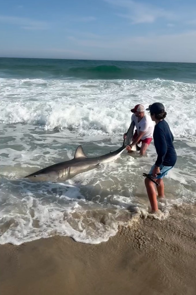 Two men in the ocean reeled in a great white shark on the beach.