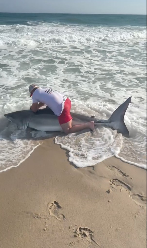 A man kneeling on a large great white shark on a sandy beach next to the ocean.