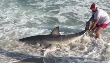 Wild video shows fisherman wrestling with great white shark on Nantucket beach