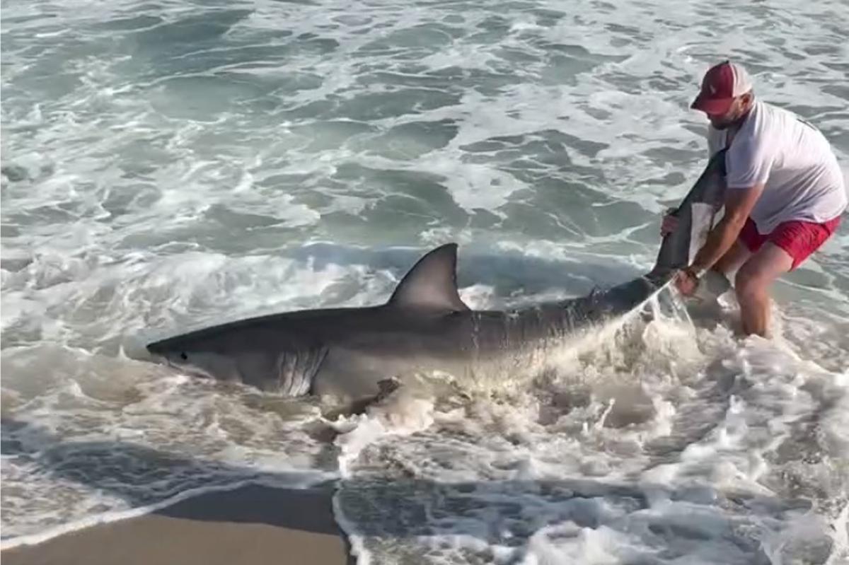 Wild video shows fisherman wrestling with great white shark on Nantucket beach