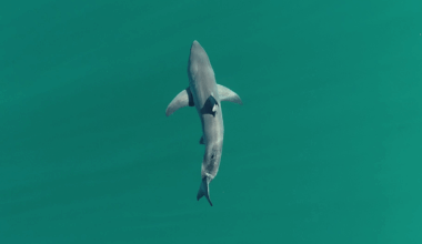 El Niño Could Bring Sharks to Beaches That Have Never Seen Them