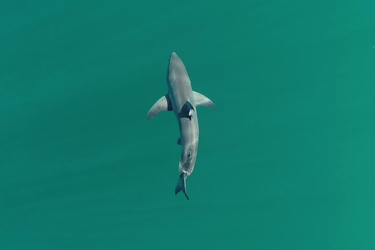 El Niño Could Bring Sharks to Beaches That Have Never Seen Them