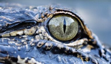 Keep your distance: alligator safety in coastal North Carolina