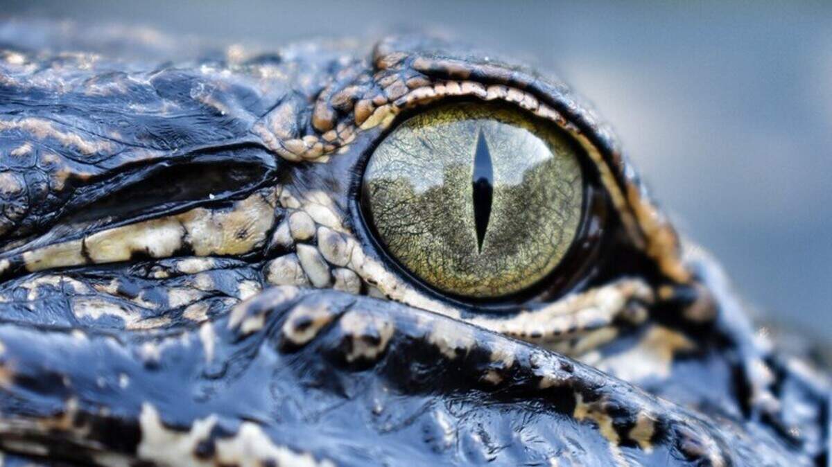 Keep your distance: alligator safety in coastal North Carolina