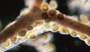 These Seafood Toxins Survive Cooking—and They're Fueling Foodborne Outbreaks