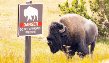 12-year-old injured by bison at Yellowstone National Park