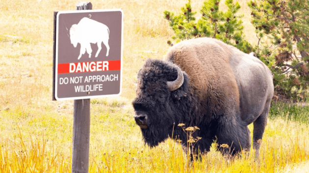 12-year-old injured by bison at Yellowstone National Park