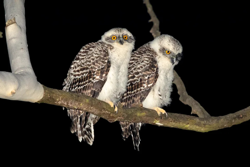 Two powerful owls in a tree in NSW.