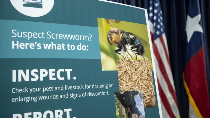 AUSTIN, TEXAS - JUNE 5: A poster with information on the New World Screwworm is displayed during a press conference with government officials at the Texas Division of Emergency Management State Operations Center on June 5, 2026 in Austin, Texas.