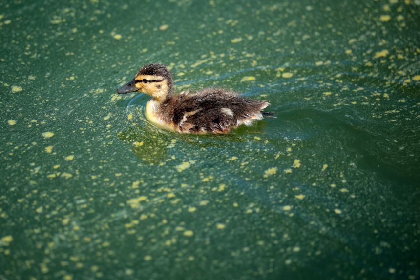 A duckling swims through algae in the newly repainted Lincoln Memorial Reflecting Pool on the National Mall on June 16, 2026.