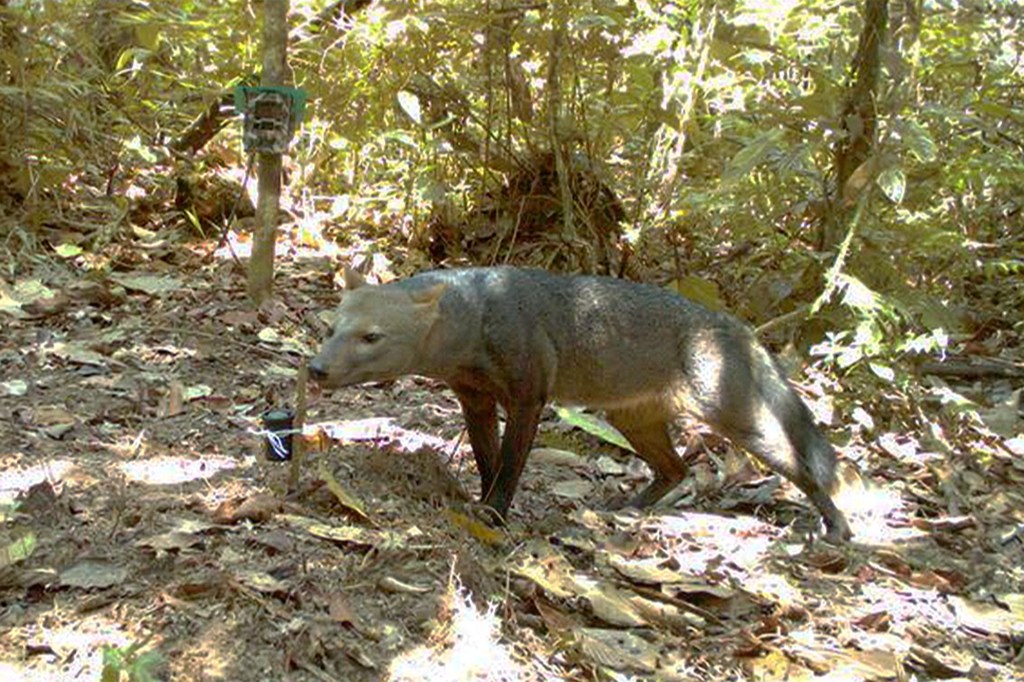Bush dog walking by a camera trap in the forest.