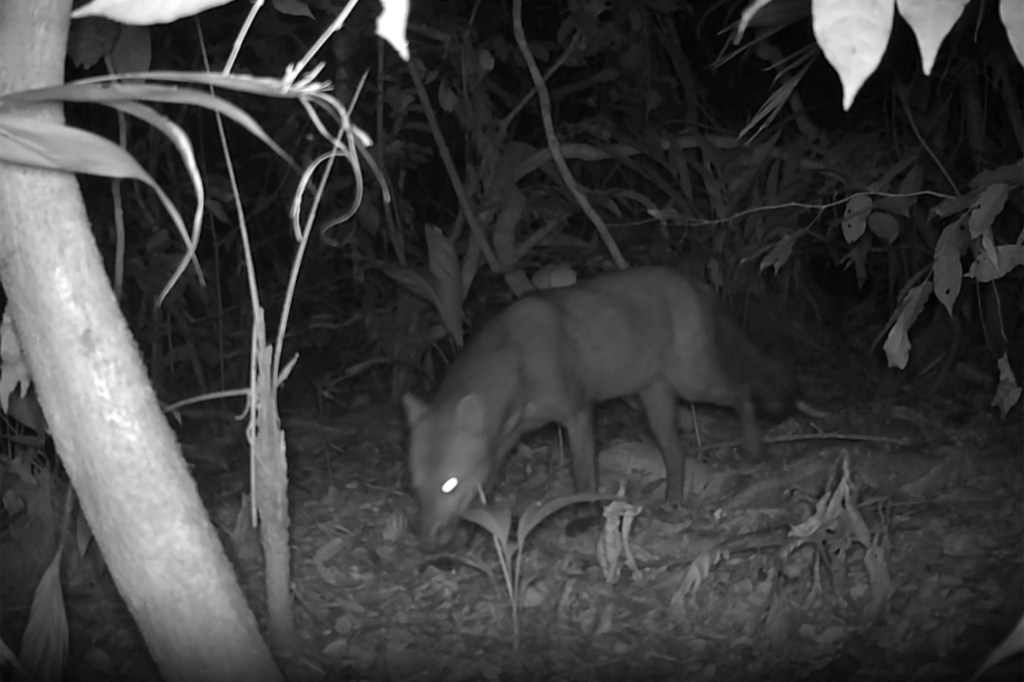 A large dog-like animal with glowing eyes in a forest.