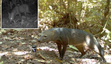 Amazonian 'ghost dogs' be more common