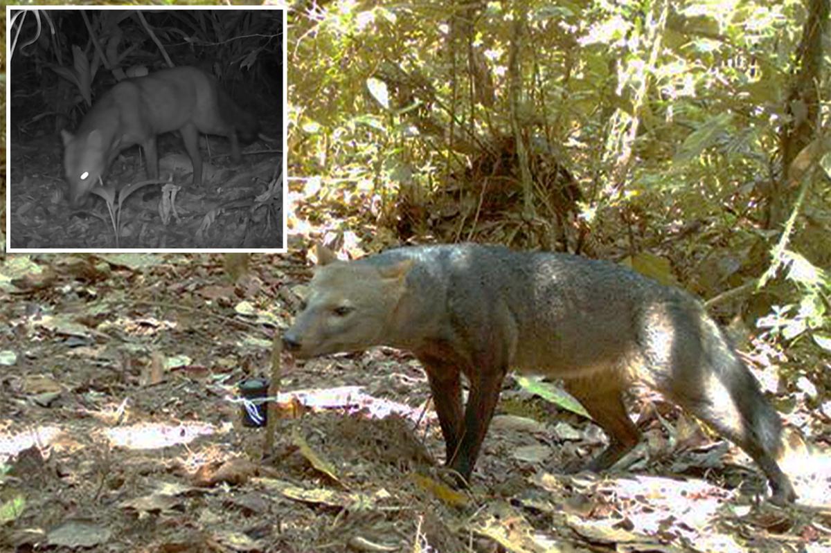 Amazonian 'ghost dogs' be more common