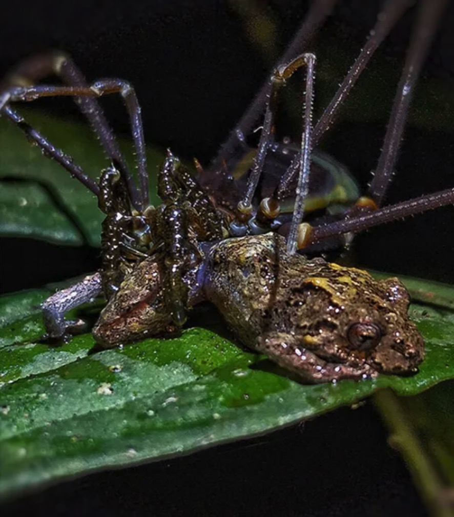 A harvestman eats a frog.