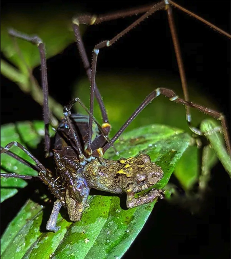 A daddy longlegs catches a frog.