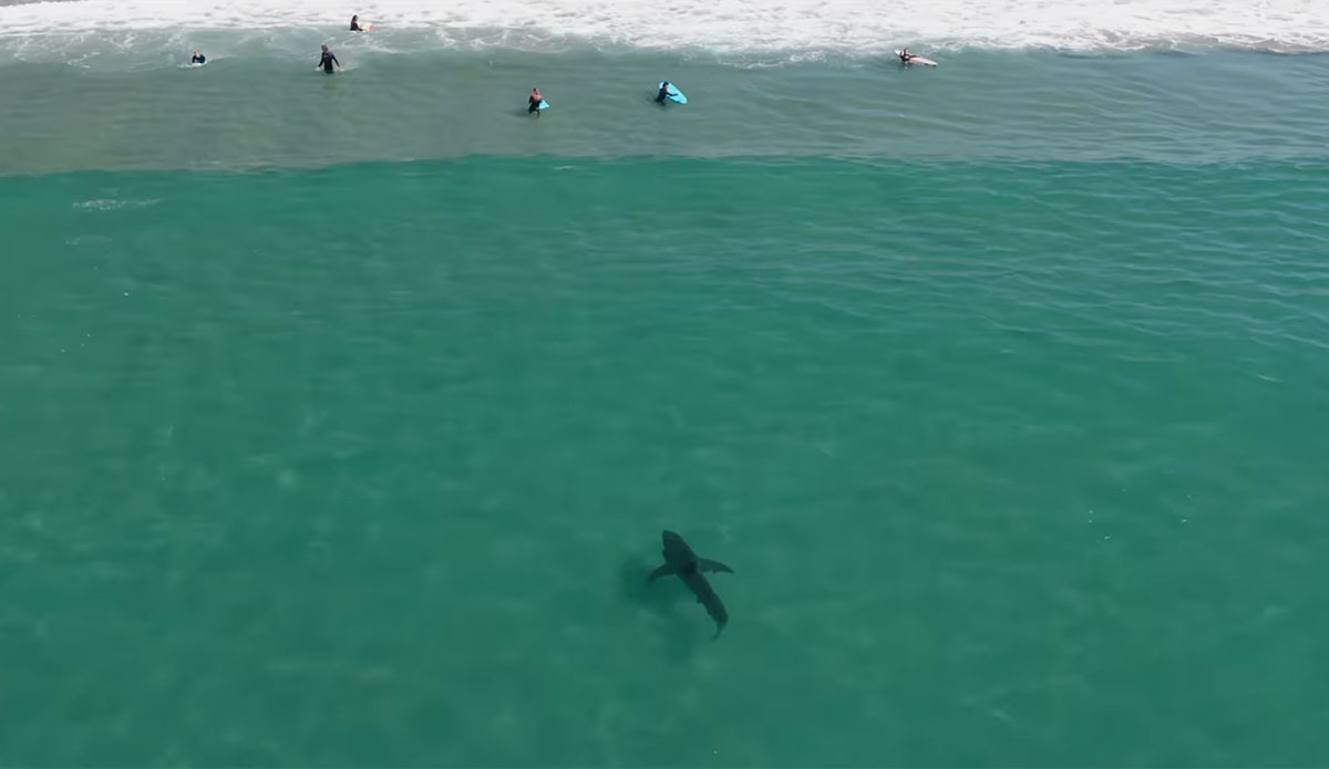 Great white shark in Southern California