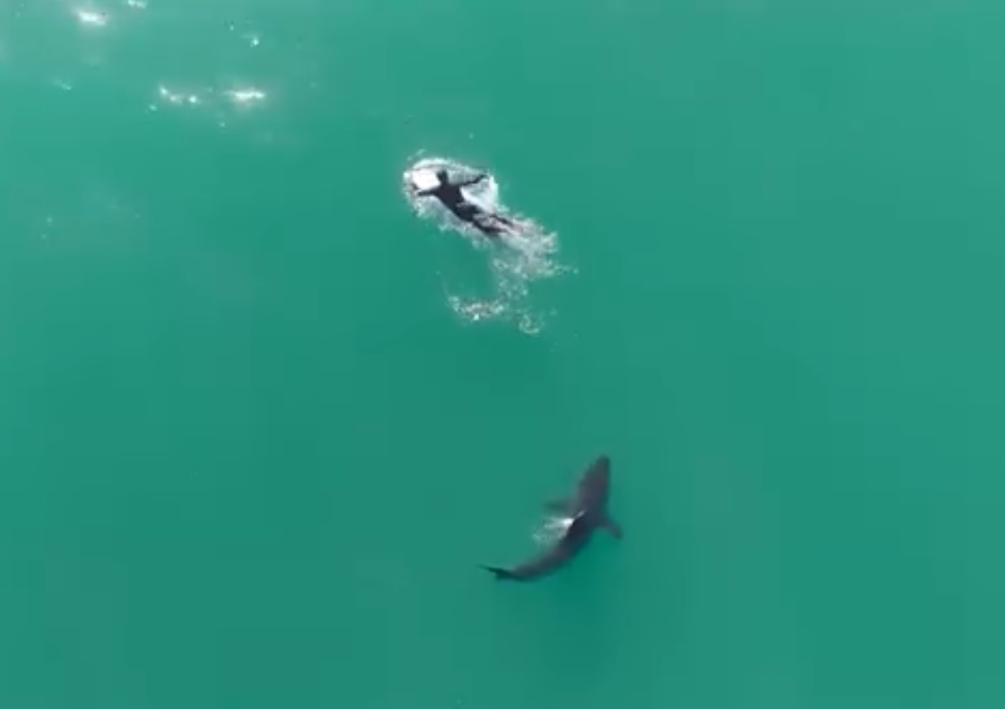 Aptos surfer recounts great white shark encounter caught on viral drone video