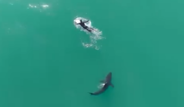 Aptos surfer recounts great white shark encounter caught on viral drone video
