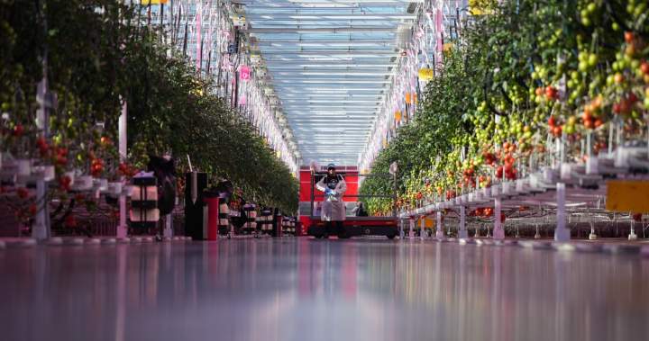 Why ramping up Canada’s indoor farming capacity may prove ‘difficult’ - National