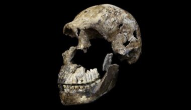 World's Only Known Homo Naledi Burial Site May Be Entirely Female : ScienceAlert