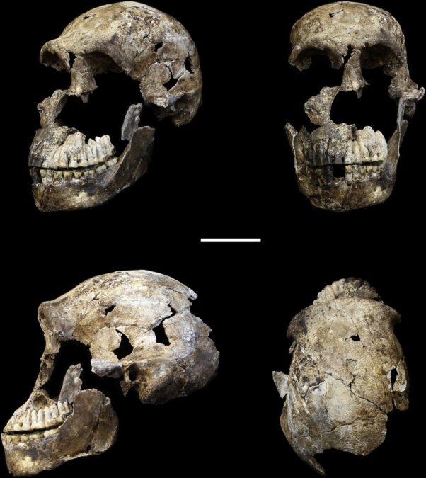 DNA Study Reveals Extinct Human Relative Homo Naledi May