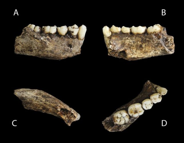 Ancient Tooth Study Suggests All Our Samples of Extinct Human Relative Homo Naledi Are Female