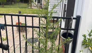 Gardener spots the 'weed of satan' in yard as commenters warn invasive plant can quickly take over