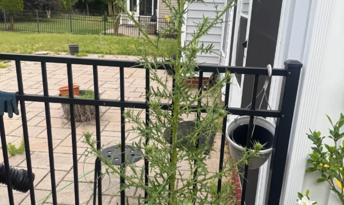 Gardener spots the 'weed of satan' in yard as commenters warn invasive plant can quickly take over