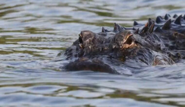 String of alligator attacks may be related to hot weather - Yahoo