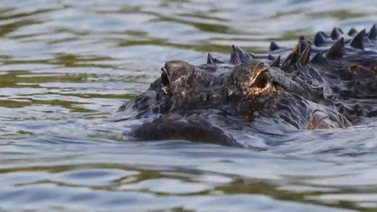 String of alligator attacks may be related to hot weather - Yahoo