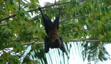 Fourth rabid bat found in area county this month