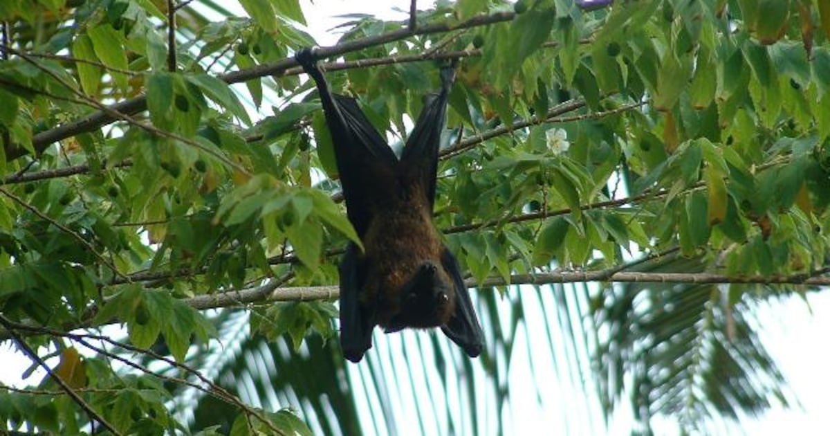 Fourth rabid bat found in area county this month