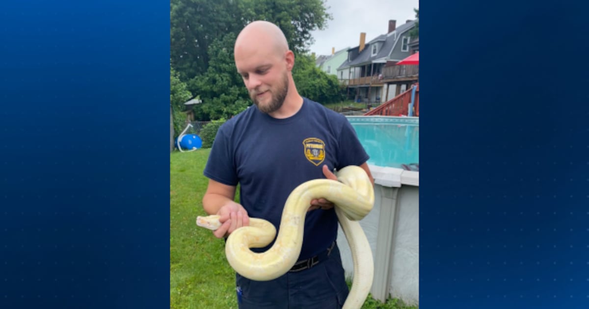 Large snake found lounging on pool deck at Mt. Oliver home