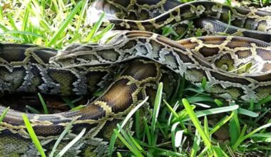 Conservation team removes four tons of large, invasive snakes, breaks record – WSB-TV Channel 2